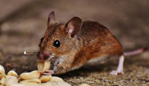 24 Hour & Emergency Exterminators in High Shoals, NC